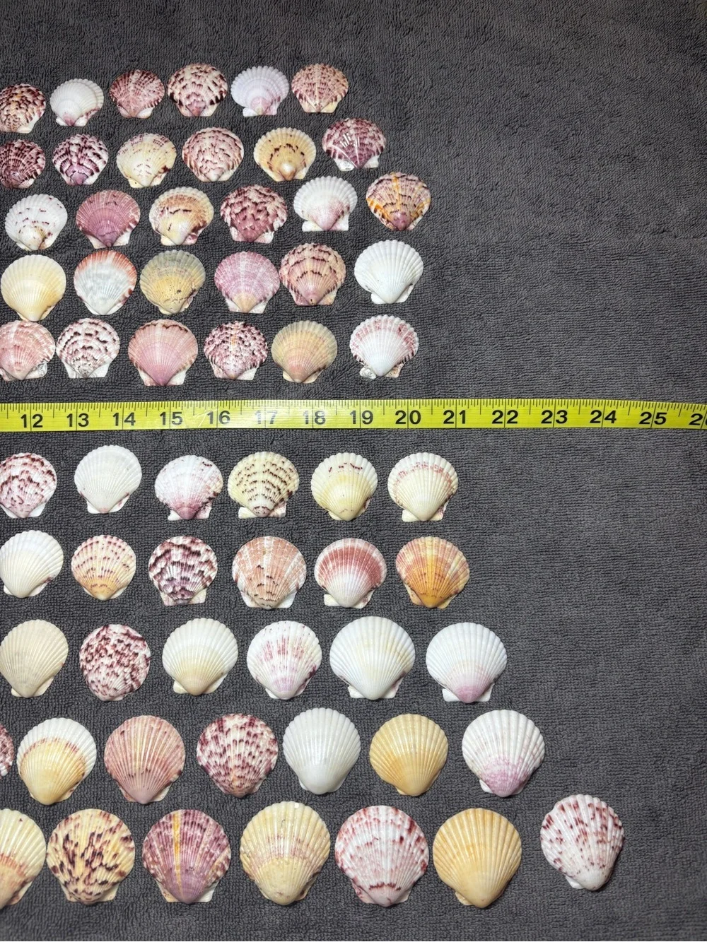120 - Sanibel Island Scallop Seashell Collection.  Great for crafters!!